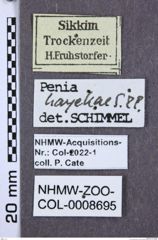 Etiketten zu Penia hayekae (NHMW-ZOO-COL-0008695)